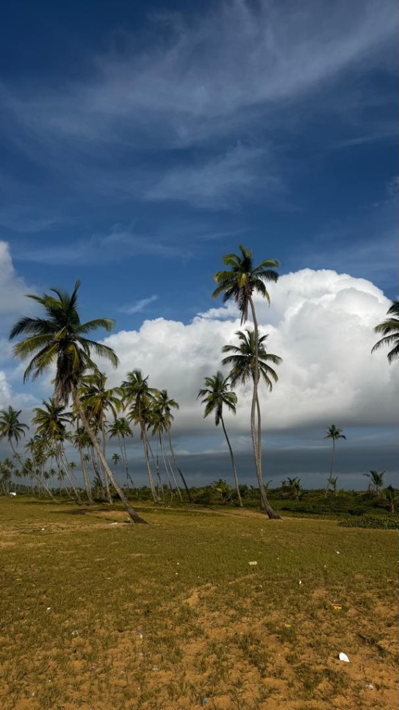 Coconut palms at Cocovilla Phase 1, Gberefu Island